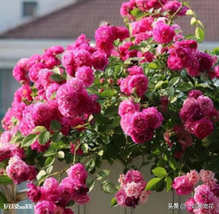 国际十大月季强香排行(香味浓郁的10款月季花盘点)-图片6
